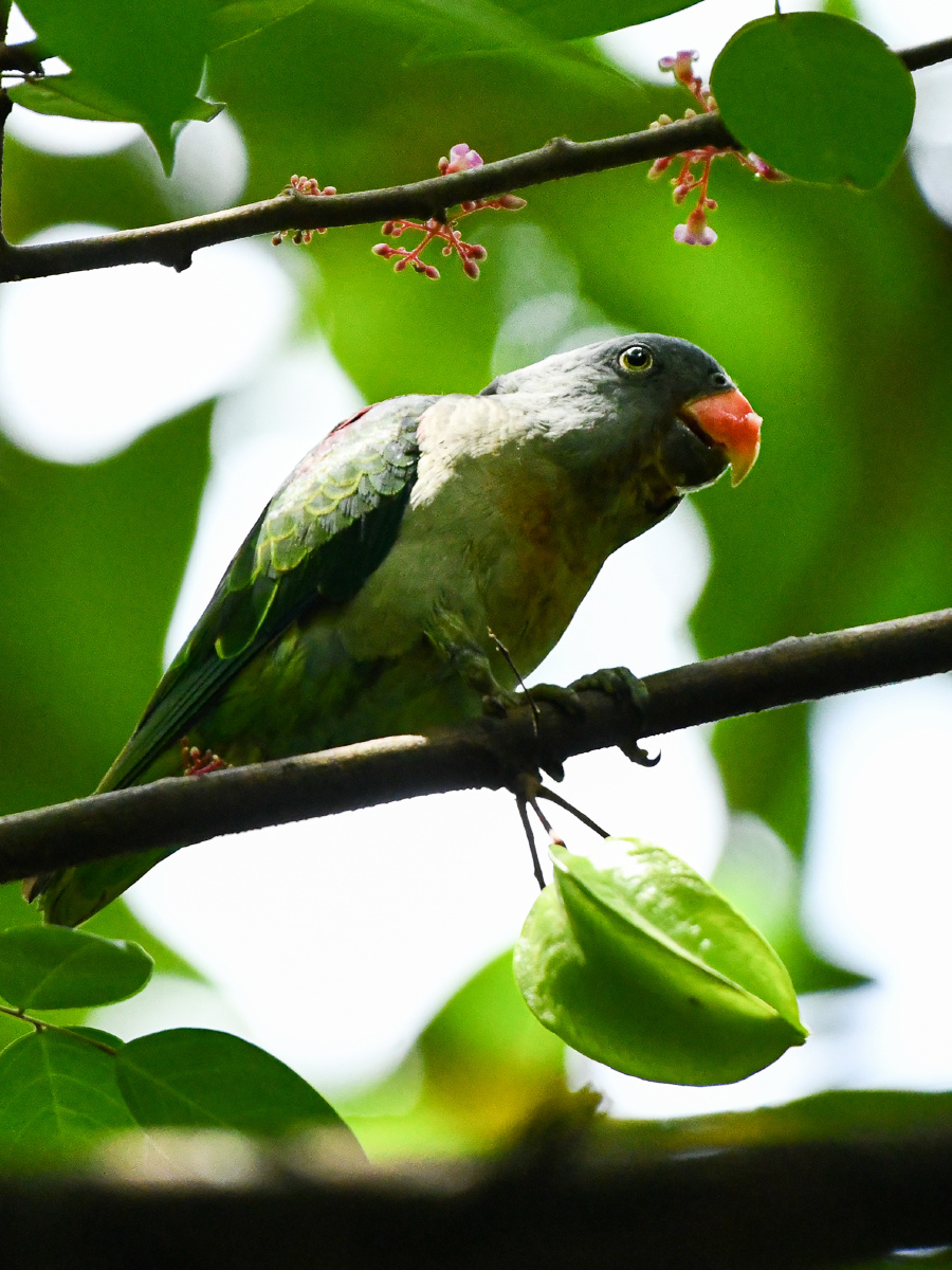 吃一口吐三口有钱人的生活就是这么朴实无华蓝腰鹦鹉
