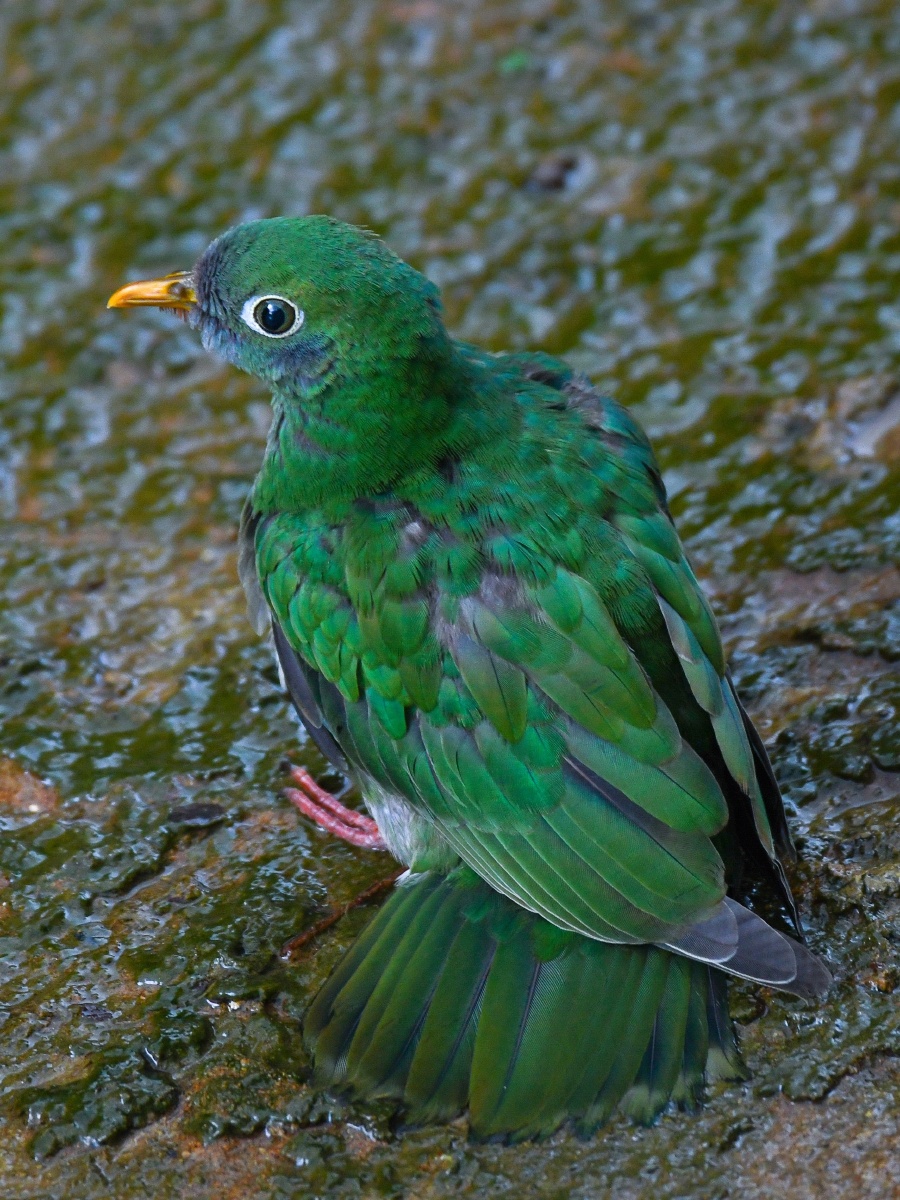 绿色小精灵粉头果鸠