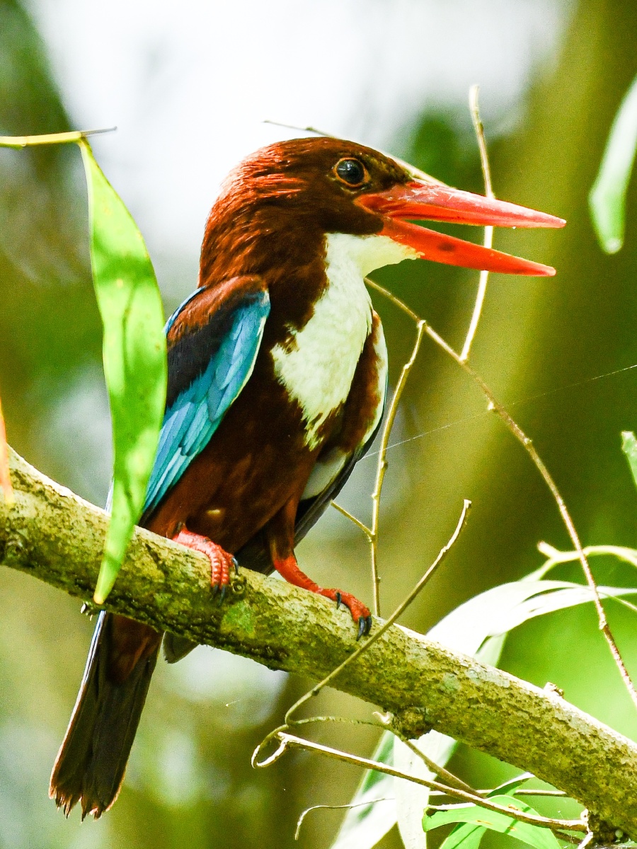 有人来了安静白胸翠鸟