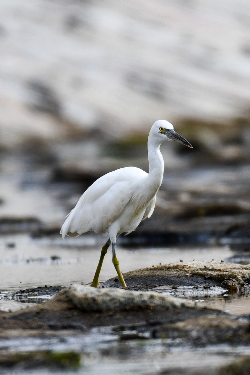 我不是白鹭哦,我的脚又粗又壮.-岩鹭(白色型)