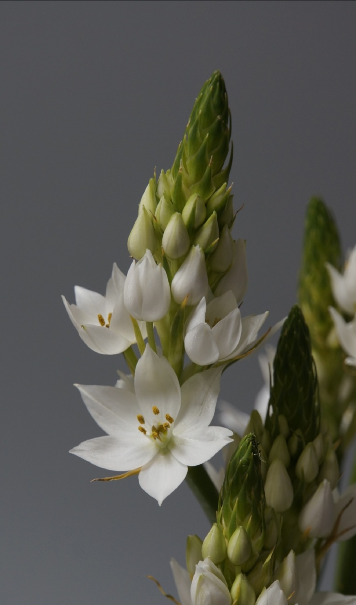 圣心百合圣心雀梅