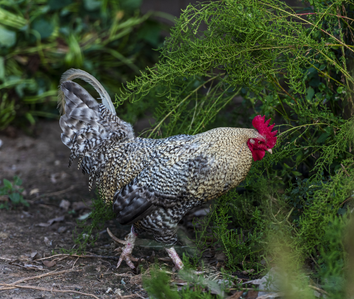 花公鸡 - 爱国的牛 - 图虫