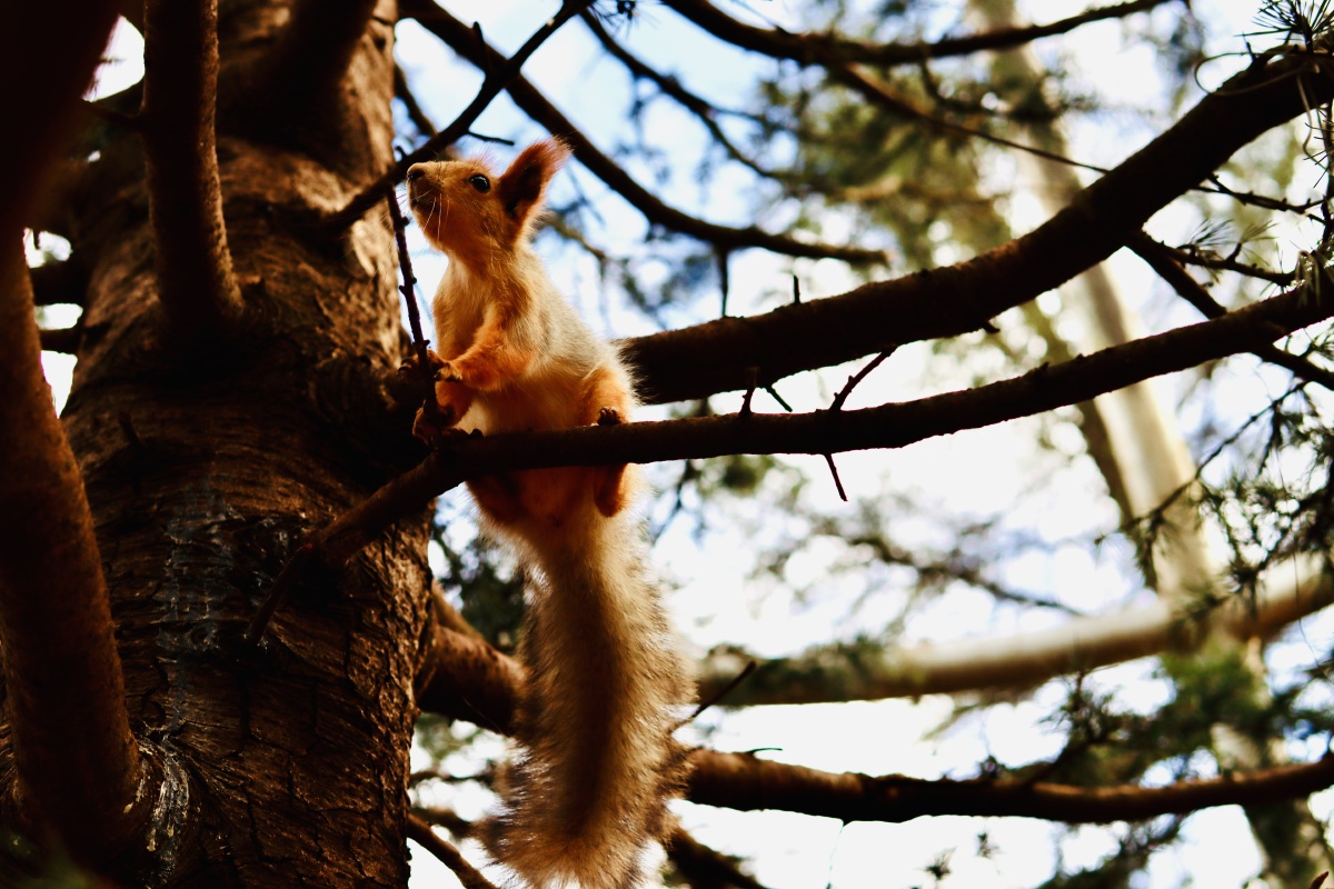 云南古滇朵拉萌宠乐园三位动物明星