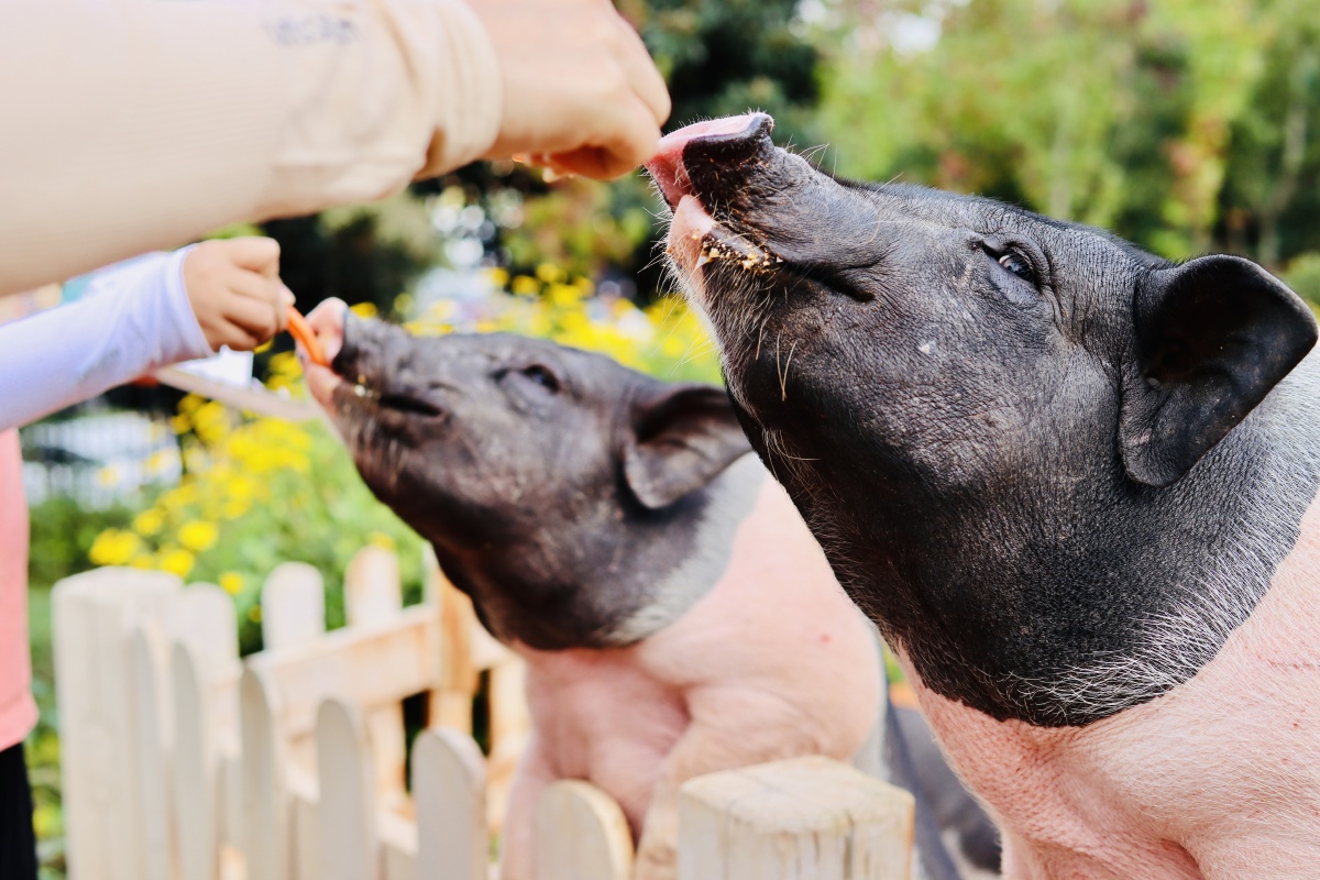 云南古滇朵拉萌宠乐园三位动物明星