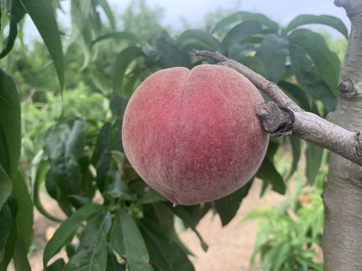 又是一年桃季到好吃桃阳山产火山下产好桃阳山水蜜桃