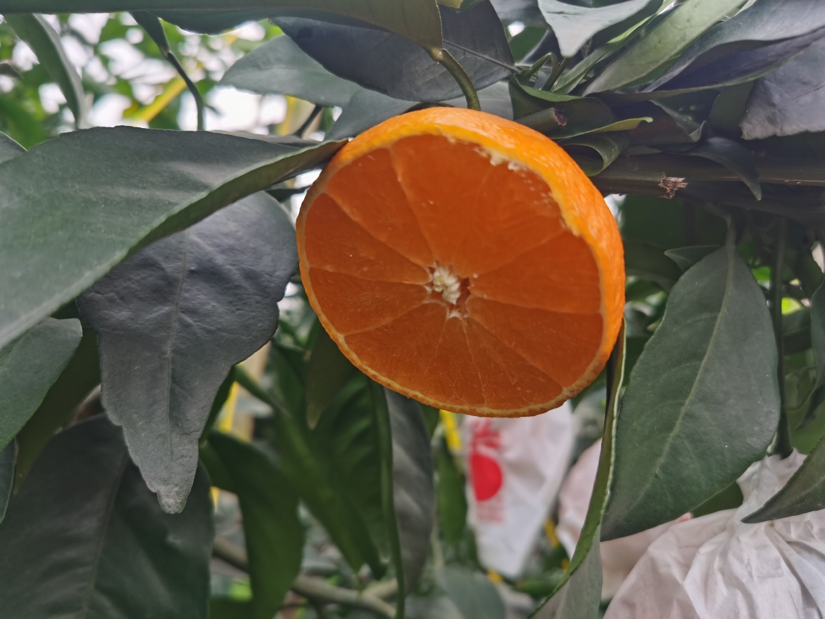 耙耙柑春见爱媛果冻橙柑橘 - 有机美食开发老刘 - 图虫