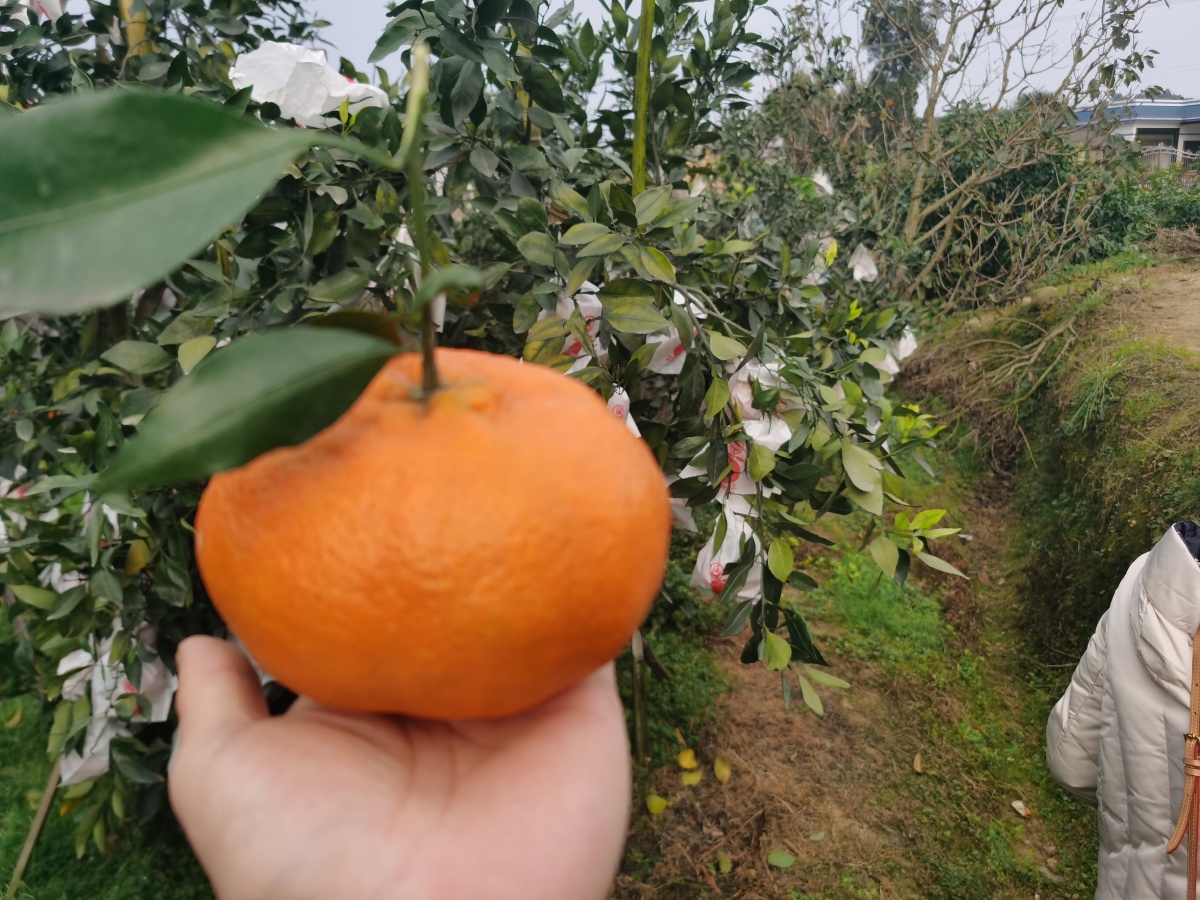 耙耙柑春见爱媛果冻橙柑橘 - 有机美食开发老刘 - 图虫