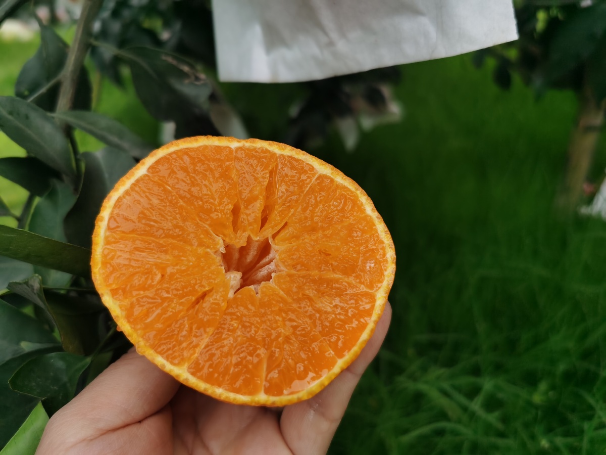 耙耙柑春见爱媛果冻橙柑橘 - 有机美食开发老刘 - 图虫