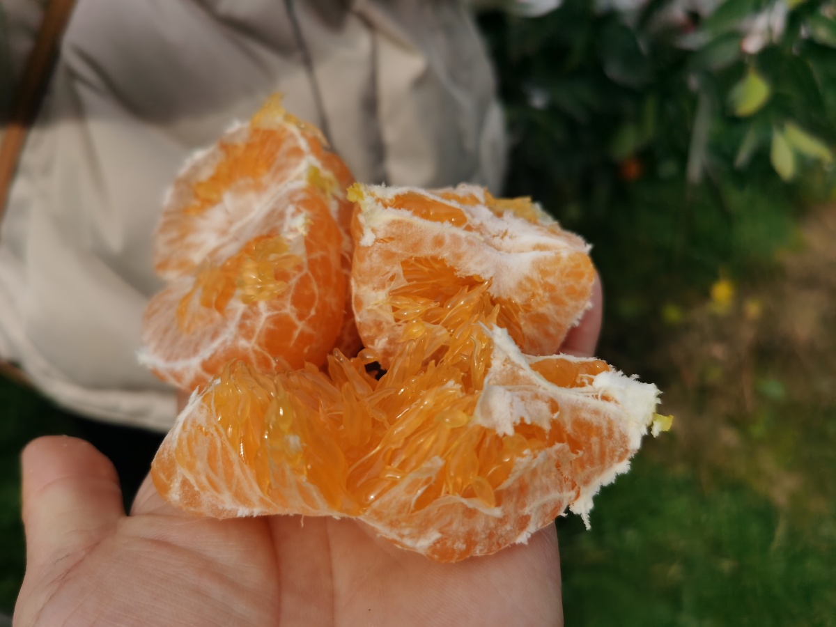 耙耙柑春见爱媛果冻橙柑橘 - 有机美食开发老刘 - 图虫