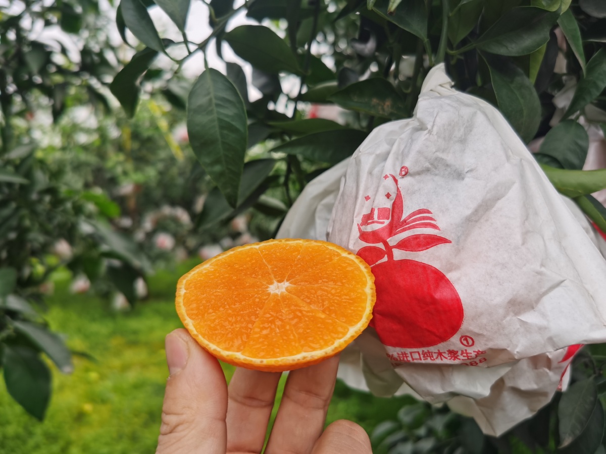 耙耙柑春见爱媛果冻橙柑橘 - 有机美食开发老刘 - 图虫