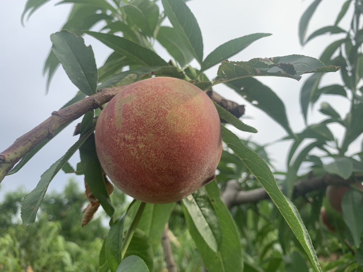 又是一年桃季到好吃桃阳山产火山下产好桃阳山水蜜桃