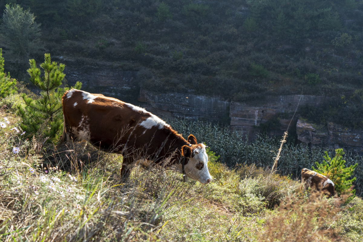 阳光下吃草的花牛