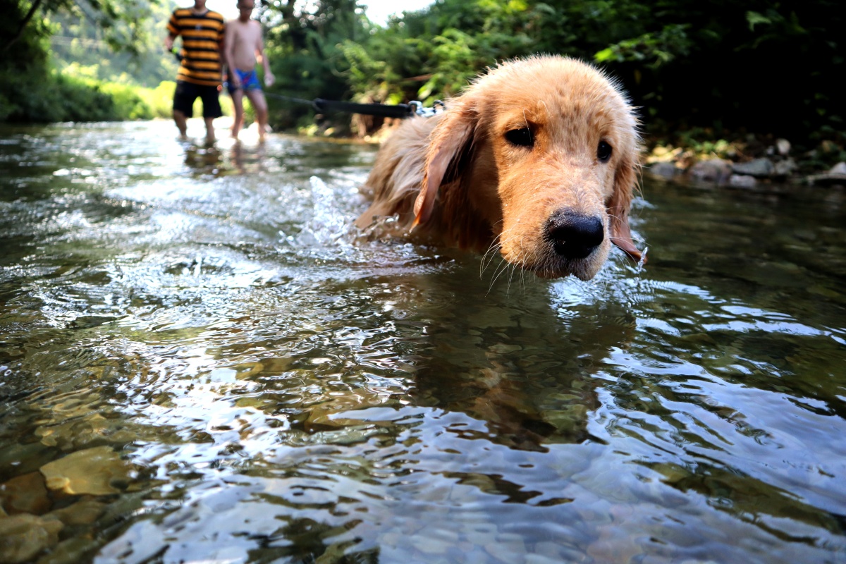 狗生第一次下水