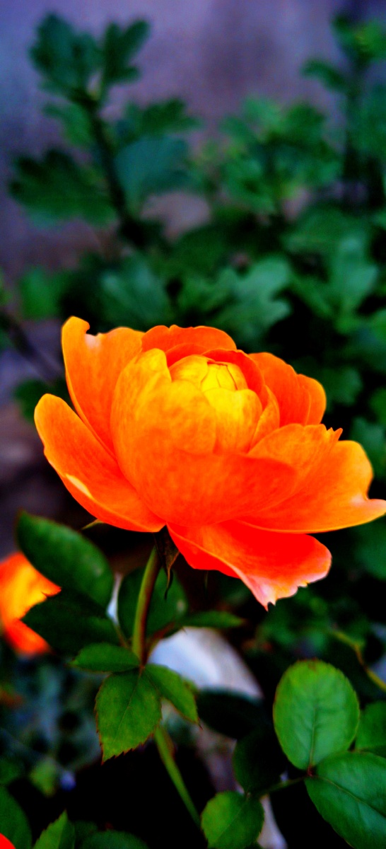 朱丽叶月季品种,花期长,花多,蜜糖香气浓郁,是花香好的月季品种.