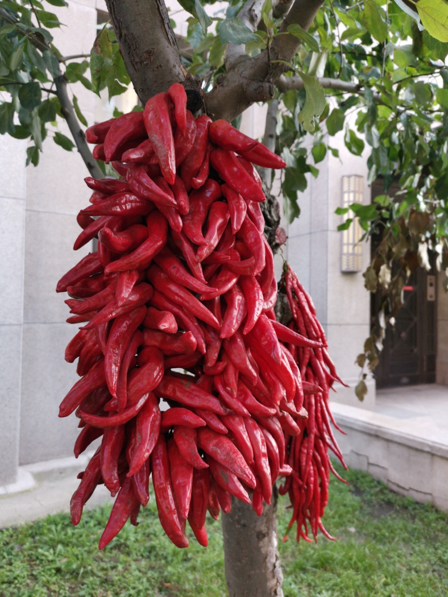 手机随拍秋辣椒