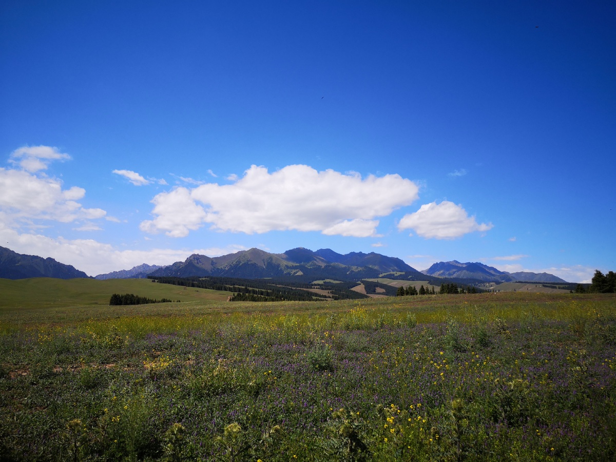 南山牧场白杨沟