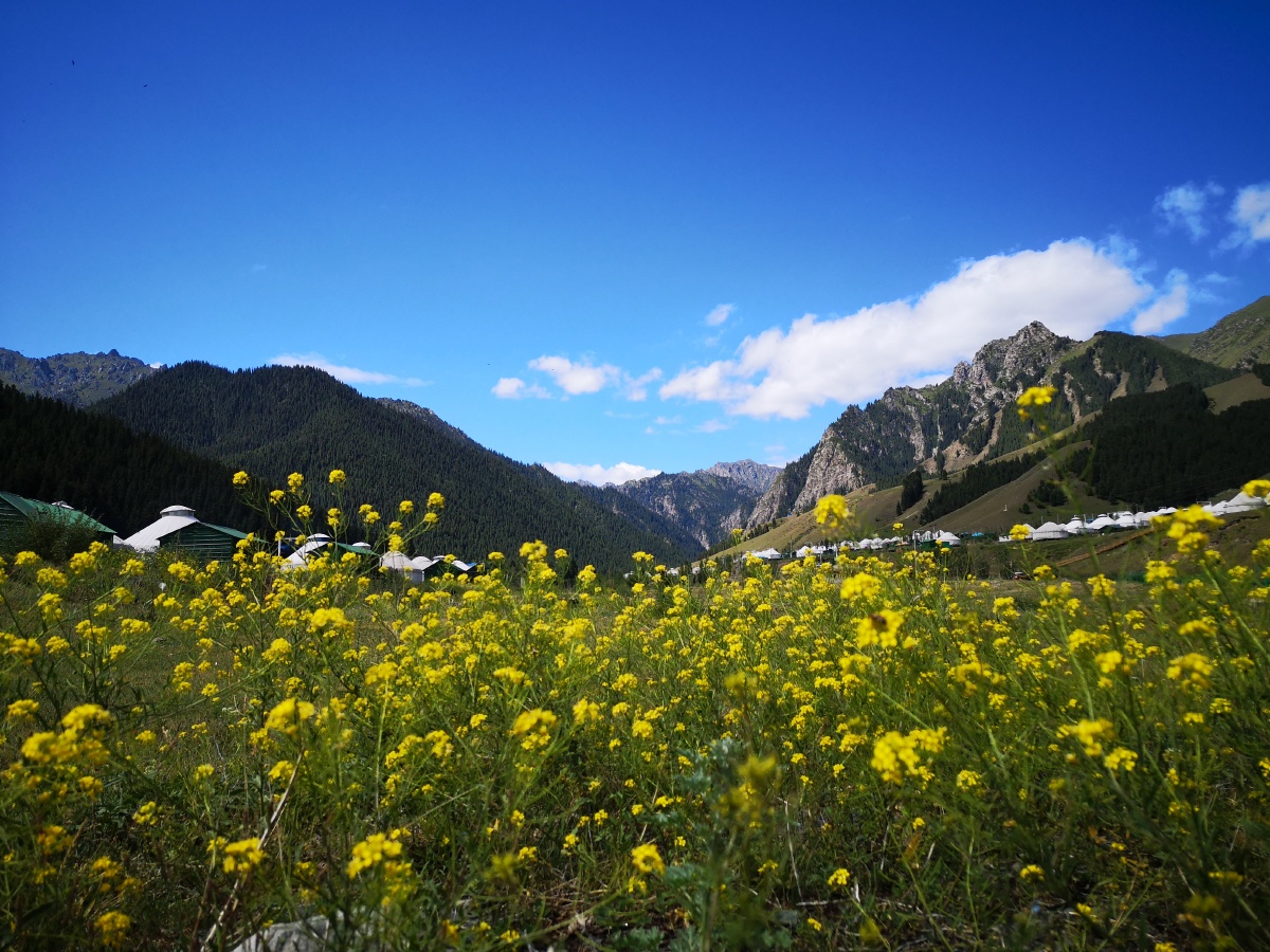 南山牧场白杨沟