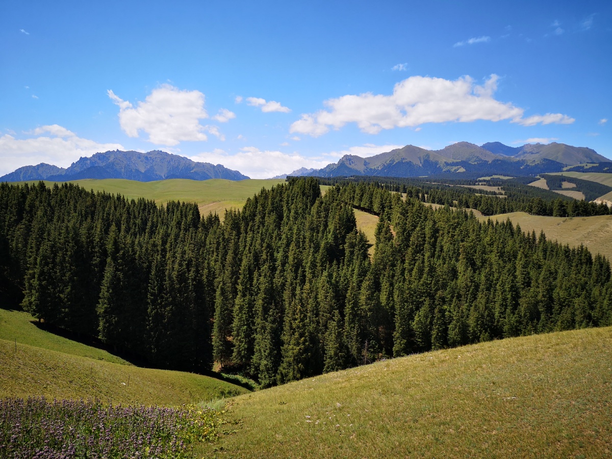 南山牧场白杨沟