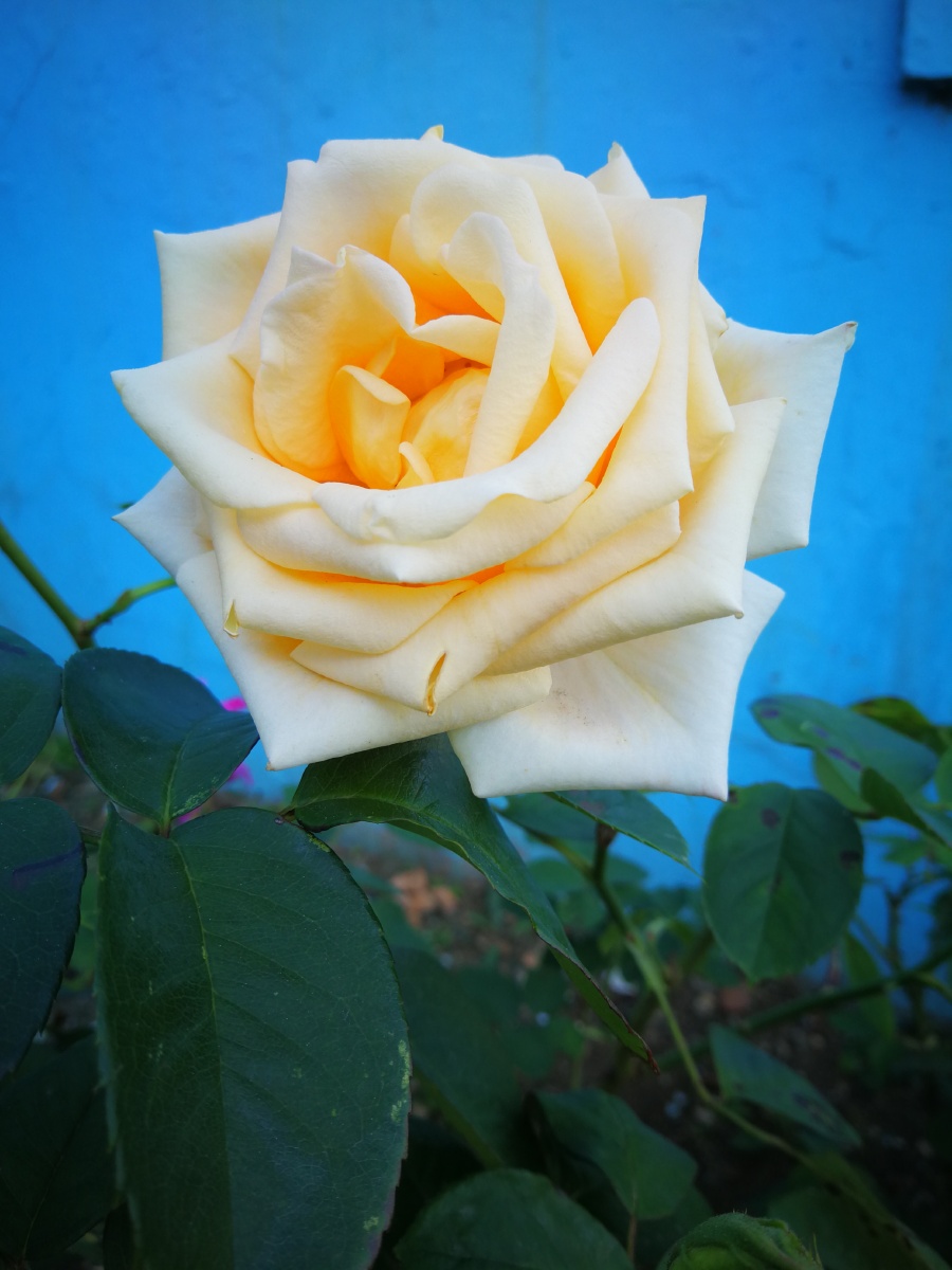 深秋月季花无滤镜