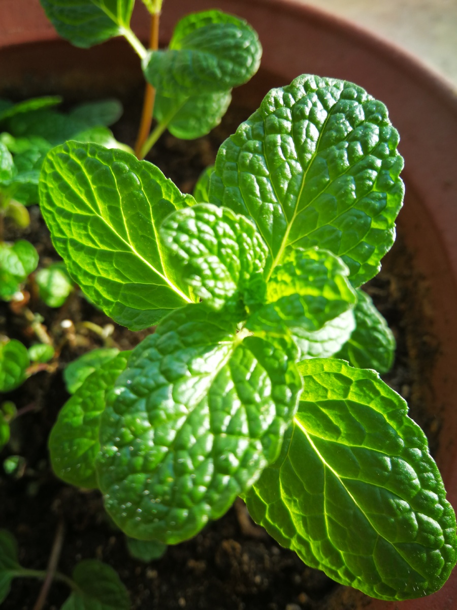 如意蔓,别名轮生香茶菜