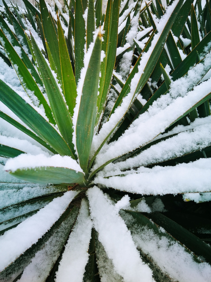 雪中绿植