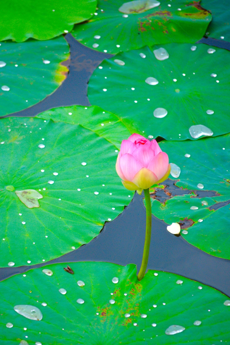 竹色溪下绿荷花镜里香