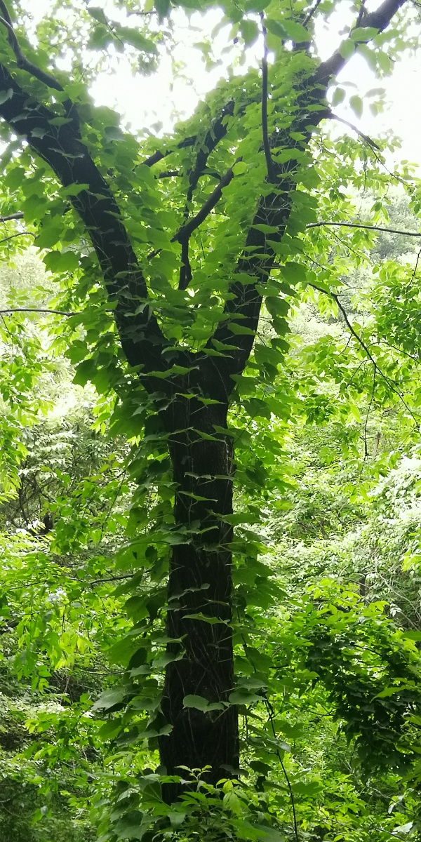 长满藤蔓的弹弓