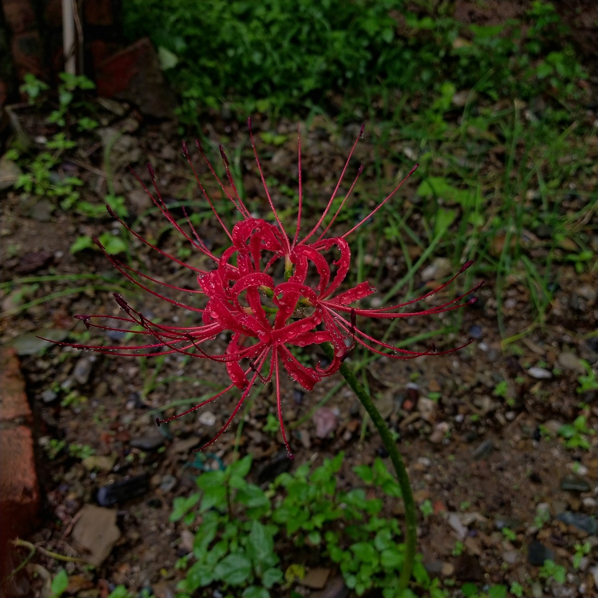 彼岸花开忘情之花花落忘川情彼岸
