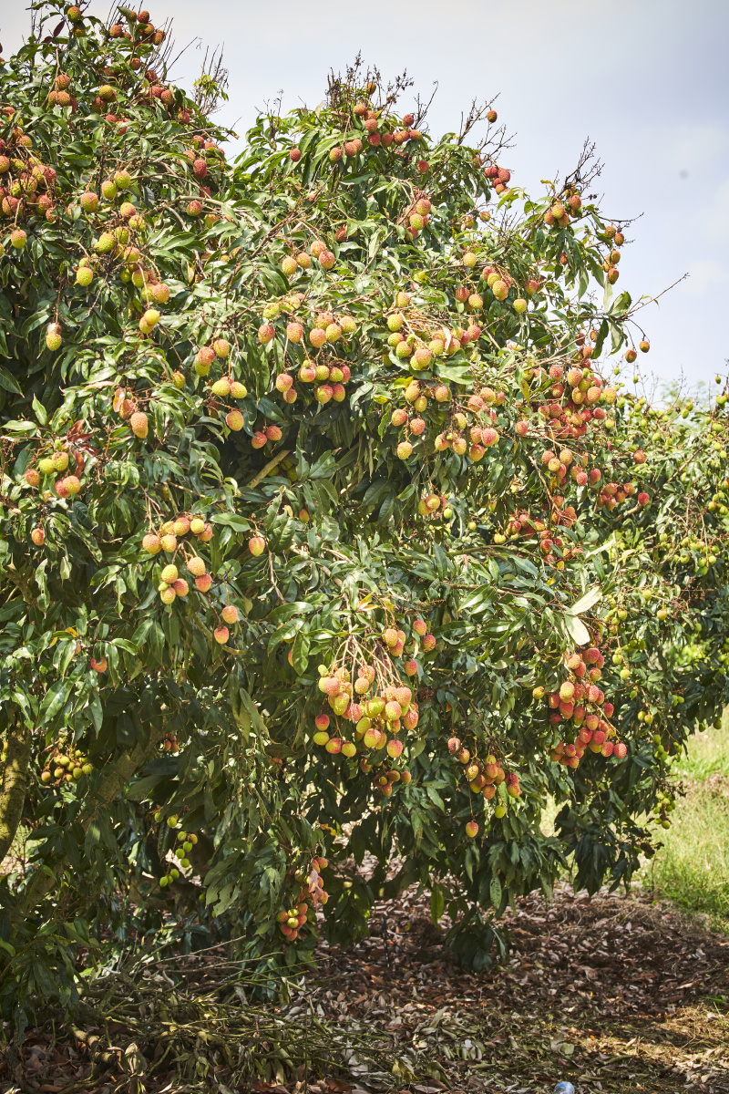 海南荔枝基地随手拍点美图