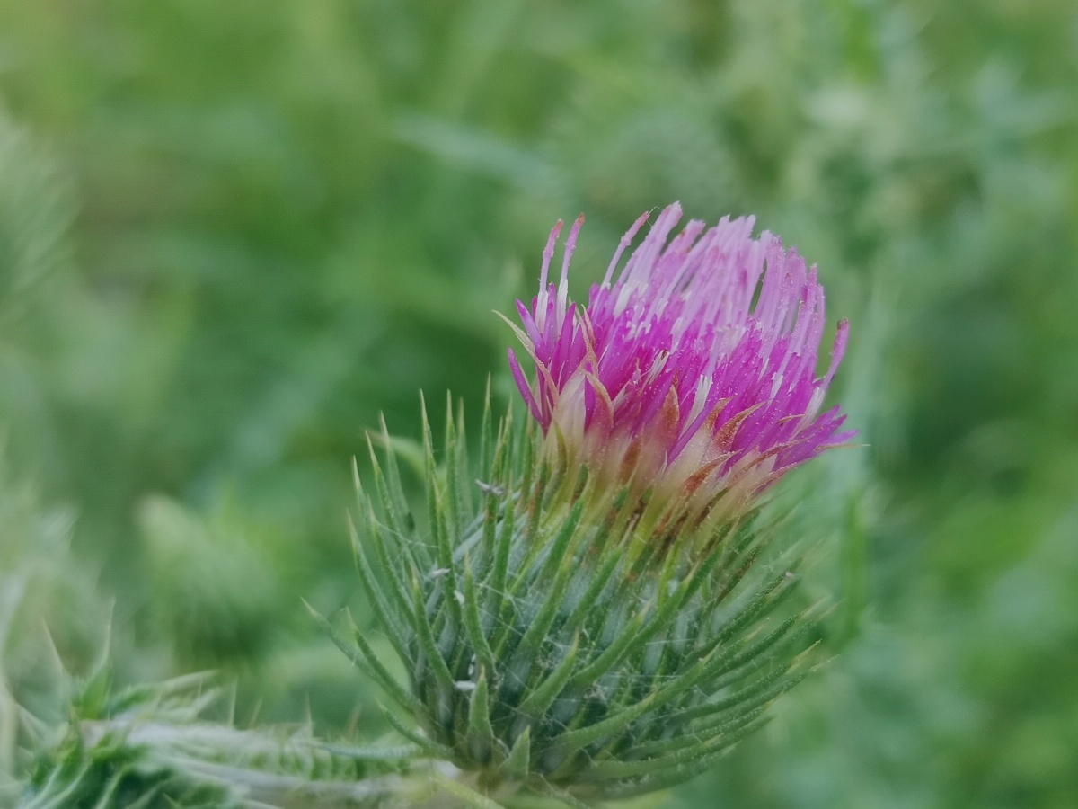 五月 与植物为伴 与绿色为主努力让自己变开心 - 雨彐w - 图虫