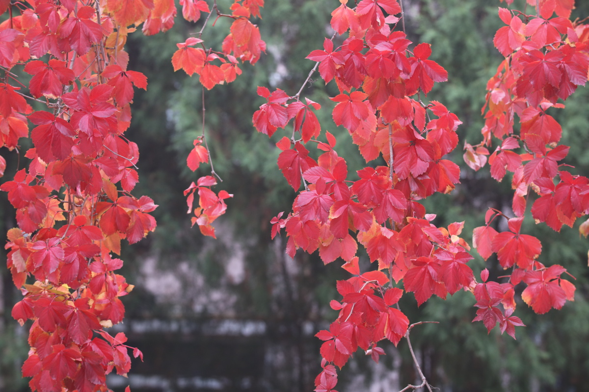 秋天的红叶爬山虎