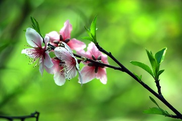 IMG_花卉