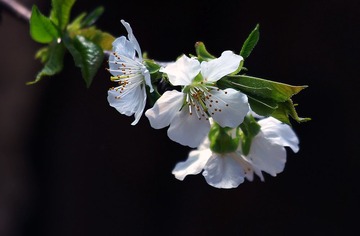 IMG_花卉1