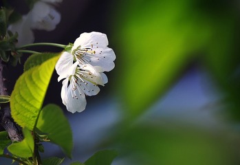 IMG_花卉2