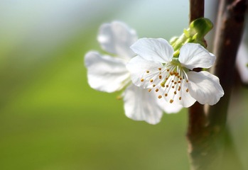 IMG_花卉48