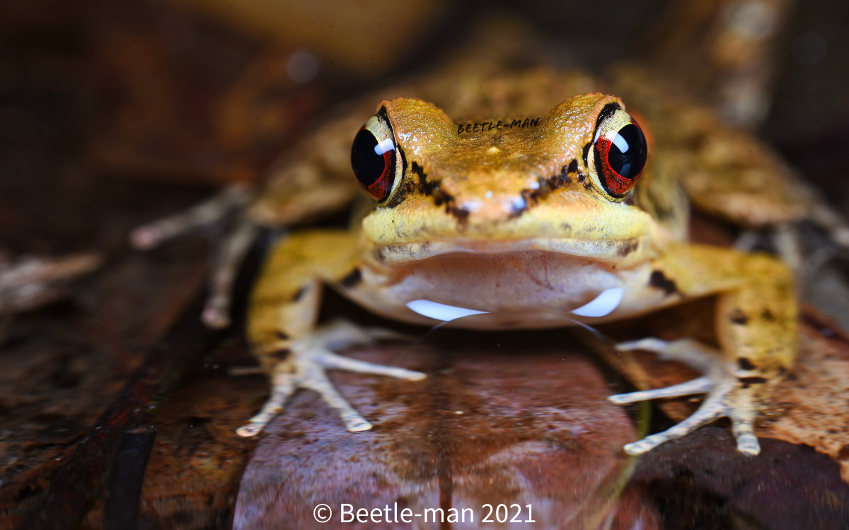 阔褶水蛙 - 甲虫侠 - 图虫