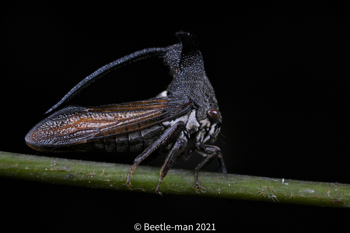 一组半翅目1凤沫蝉2某瓢蜡蝉3扁蜡蝉科4曲矛角蝉5某蝉6七带铲头沫蝉7