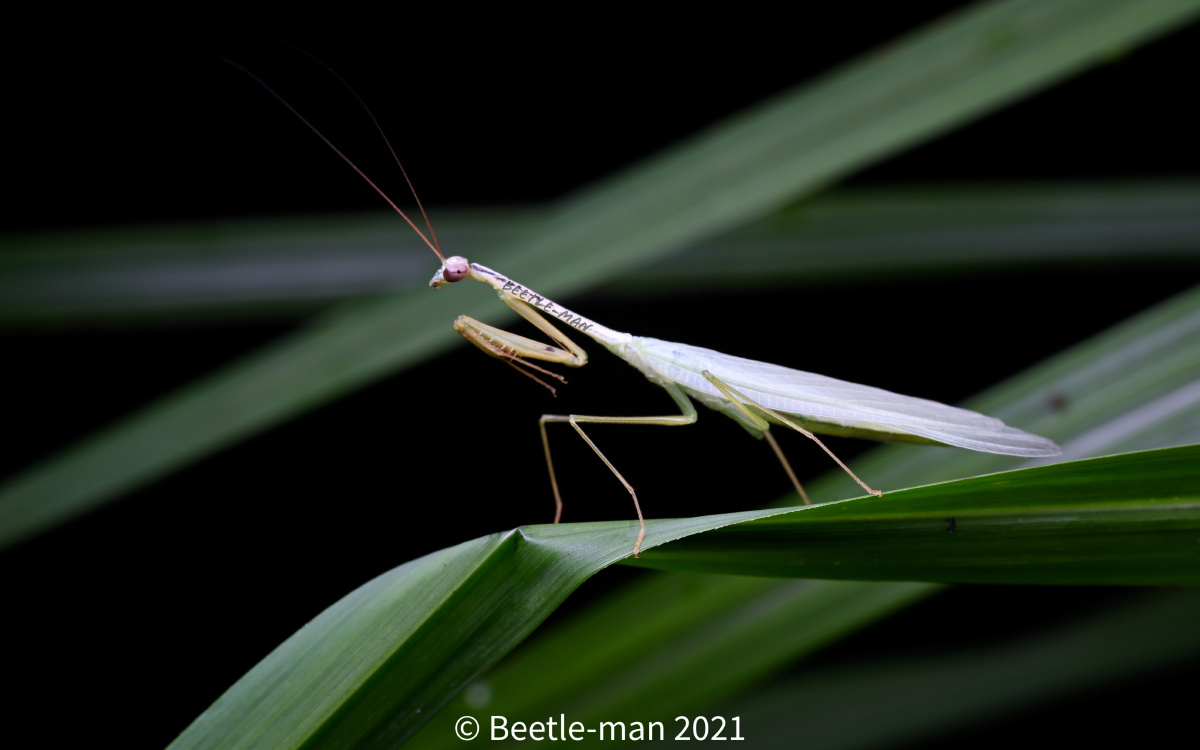 越南小丝螳 - 甲虫侠 - 图虫
