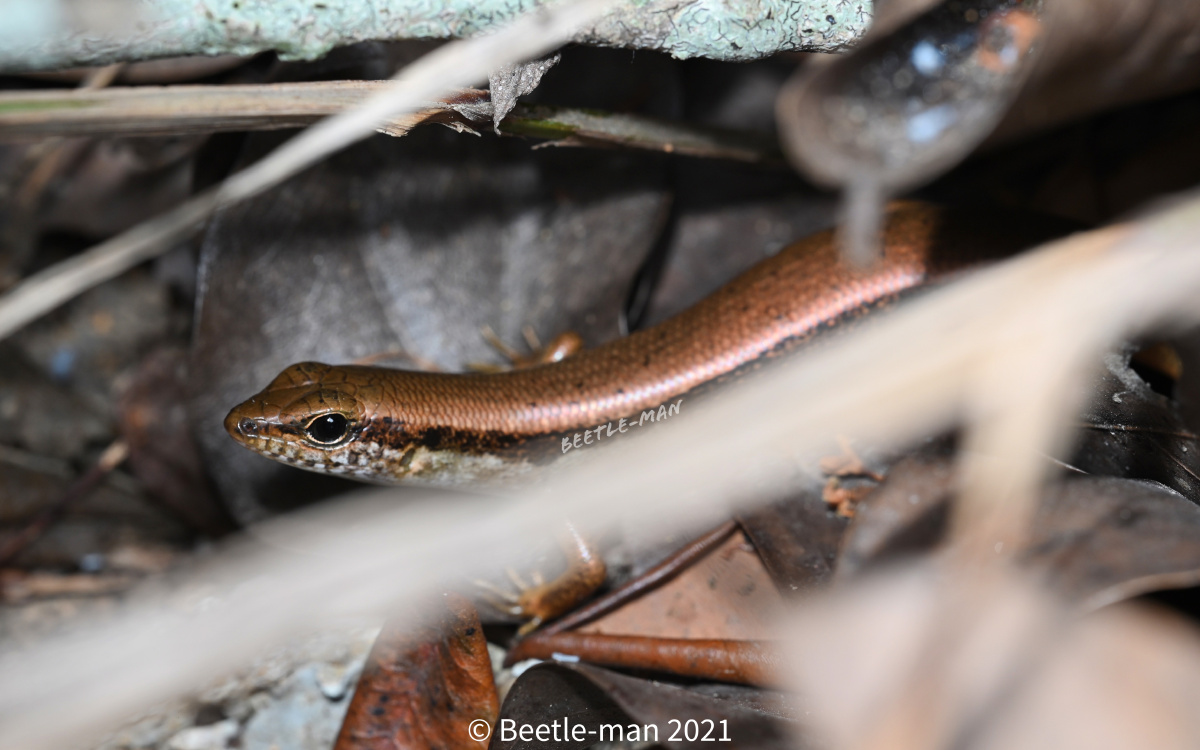 南滑蜥 - 甲虫侠 - 图虫