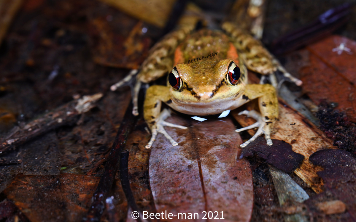 阔褶水蛙 - 甲虫侠 - 图虫
