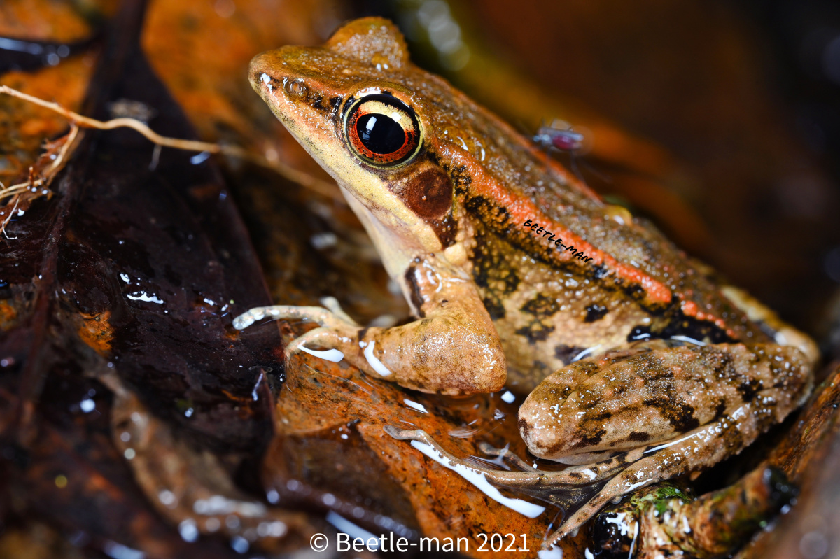 阔褶水蛙 - 甲虫侠 - 图虫