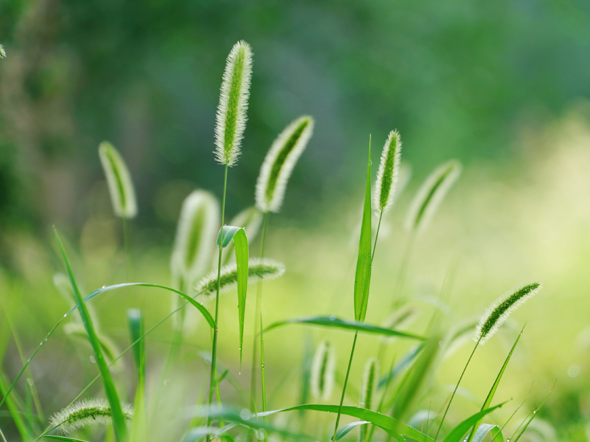 夏日的毛毛草小清新
