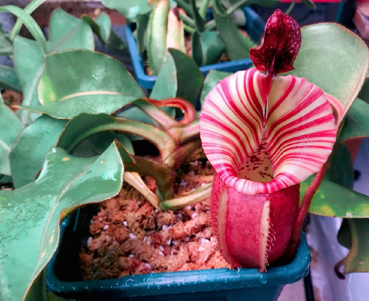 大脑袋维奇猪笼草