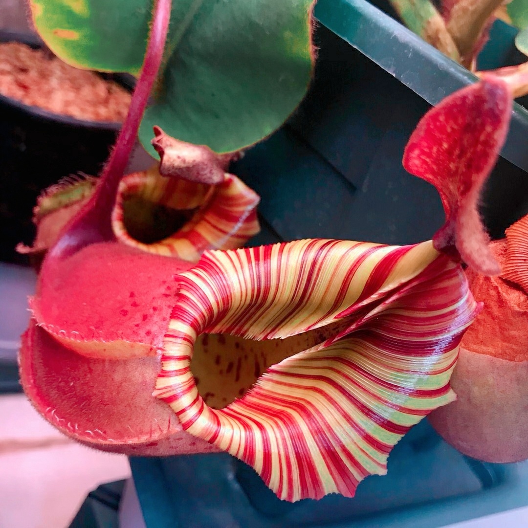 大脑袋维奇猪笼草 - 黄花162 - 图虫