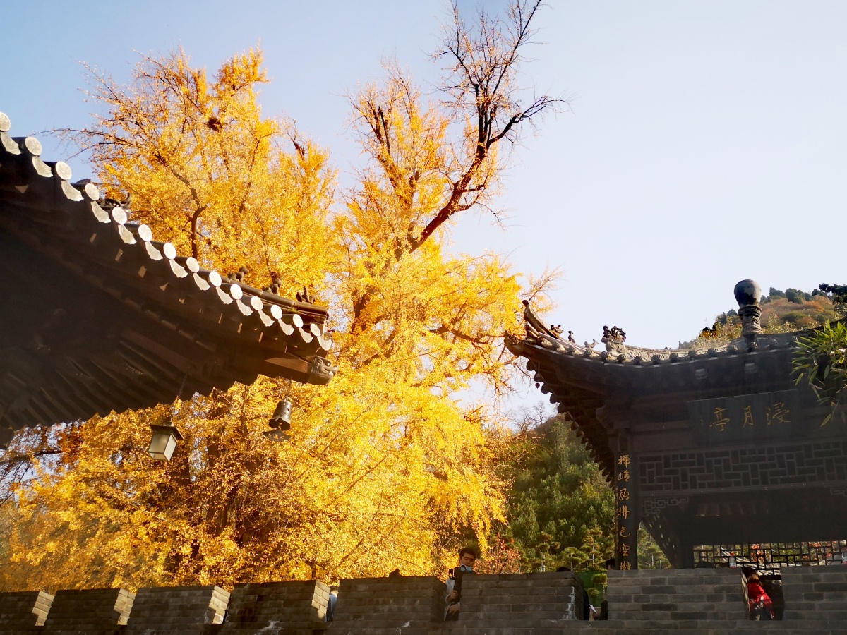 古银杏树(唐王李世民种的)