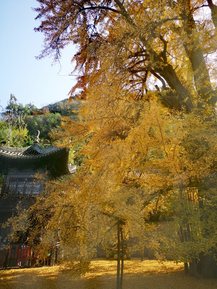 古银杏树(唐王李世民种的)