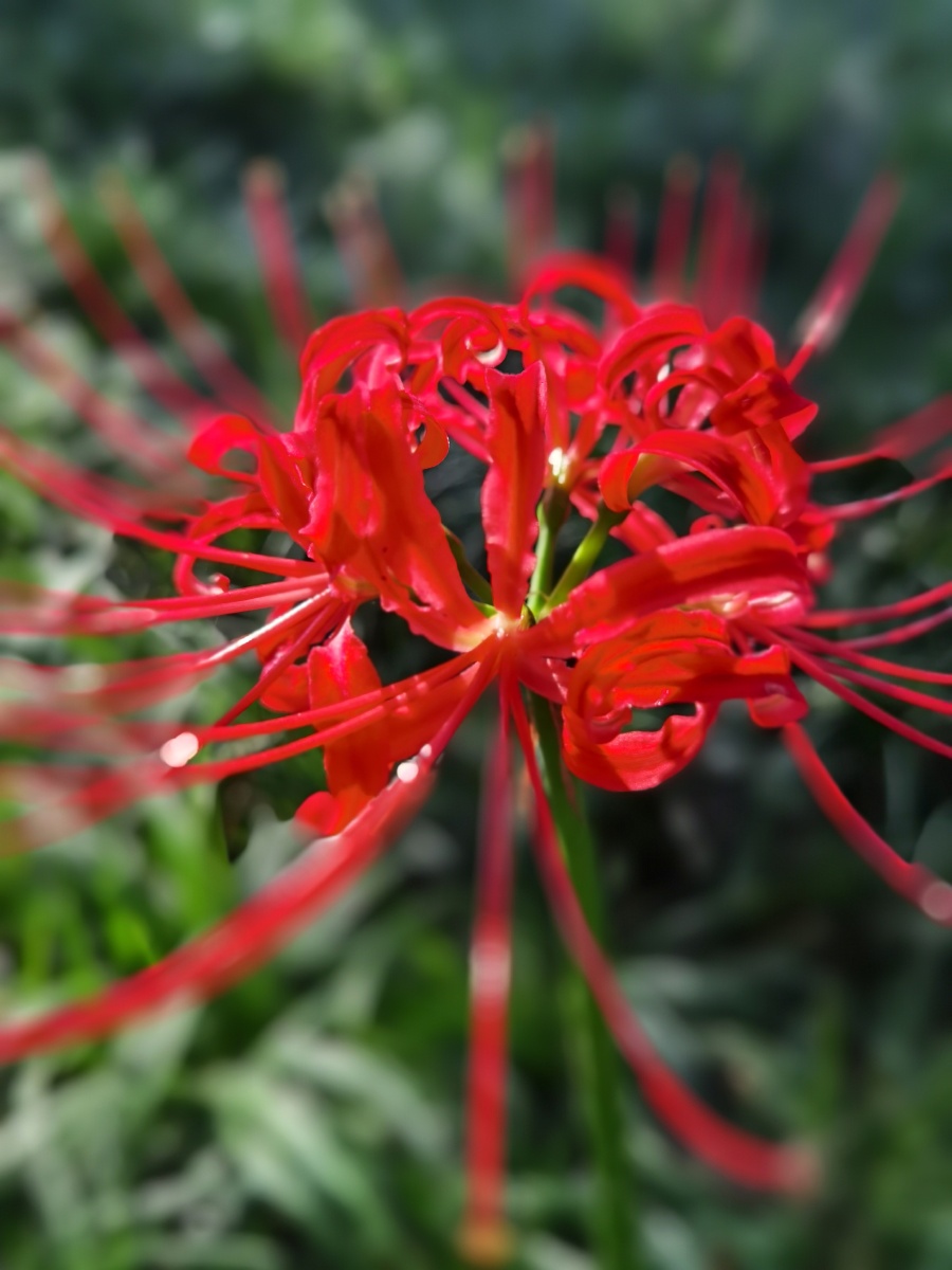 (中国彼岸花花语:"优美纯洁",代表美丽,动人.) - 屯屯老爸 - 图虫