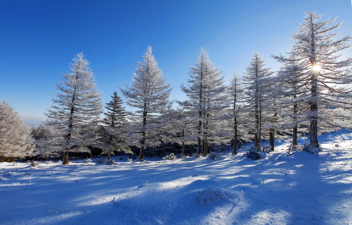 芦芽山冬季的森林(一)