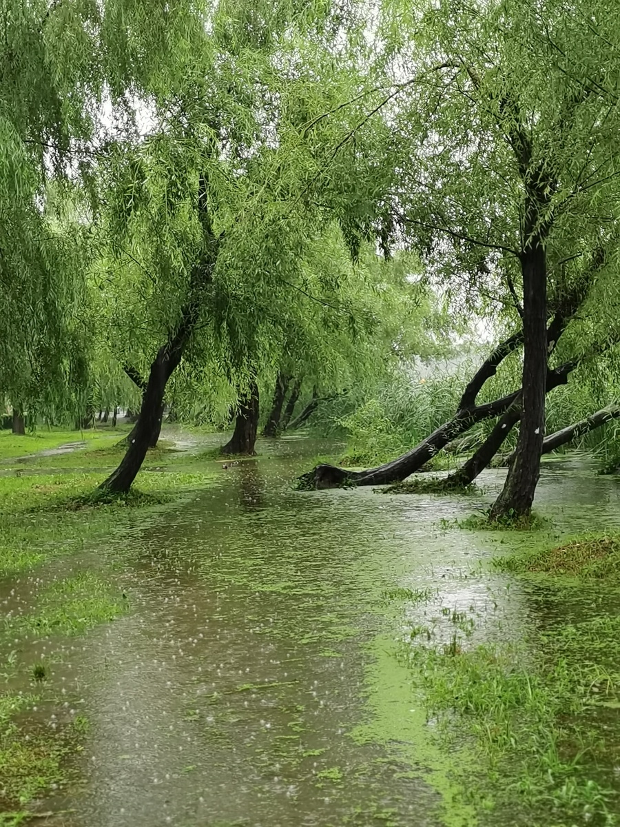 湖水已经漫堤了,雨还在下.