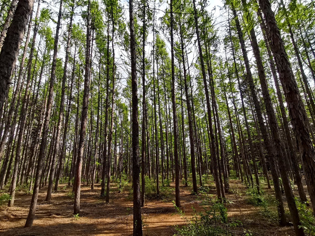 生机盎然的人工林. - 小酒窝之凡女轩 - 图虫